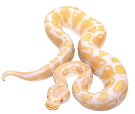 Baby Albino Ball Python Baby Albino Ball Python