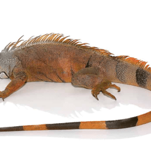 Home 14 4 5 Foot Green Iguana