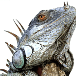 Home 23 5 6 Foot Green Iguana 600x535 1