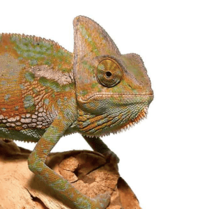 6-8 Inch Veiled Chameleon