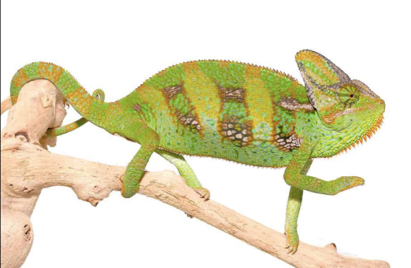 9 11 Inch Veiled Chameleon