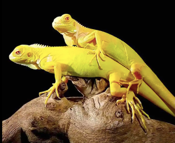 Baby-Albino-Iguana Baby Albino Iguana