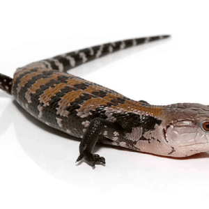 Baby Halmahera Blue Tongue Skink For Sale