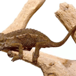 Baby Rainbow Jackson’s Chameleon