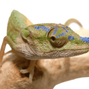 Blue Nose Chameleon