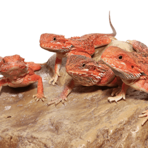 Home 38 Inferno Bearded Dragon 1