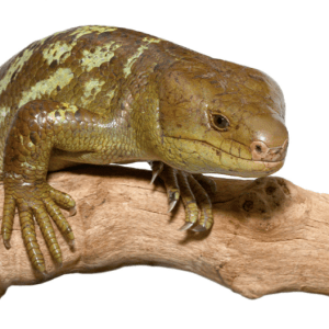 Juvenile Monkey Tail Skink For Sale