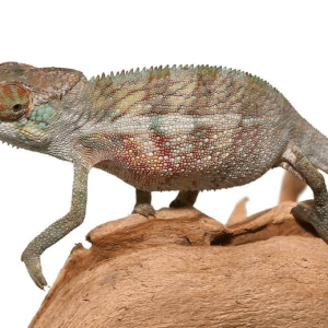 Juvenile Panther Chameleon