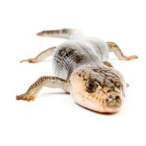 Pink Tongue Skink for Sale