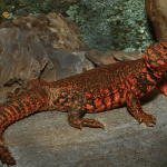 Red Niger Uromastyx For Sale