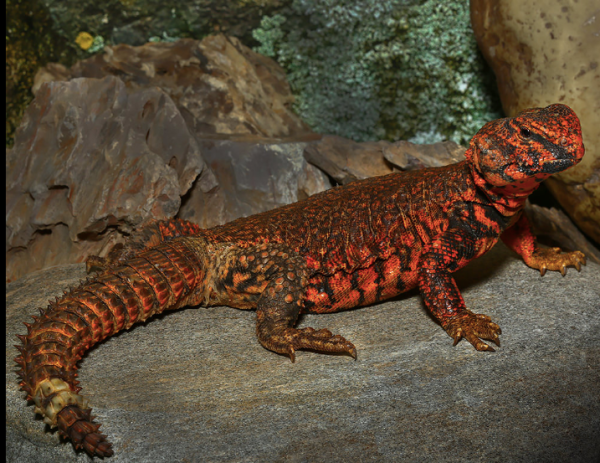 Red-Uromastyx Red Uromastyx