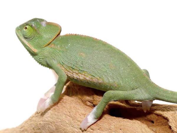 Translucent-Veiled-Chameleon Translucent Veiled Chameleon