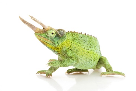 Two-Horned-Chameleon-for-Sale Two Horned Chameleon for Sale