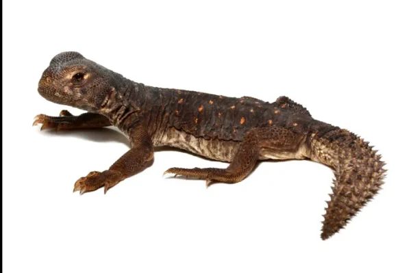 download (1) download 1