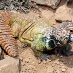 Rainbow Uromastyx for Sale