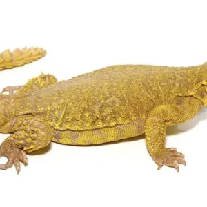 Super Yellow Uromastyx For Sale