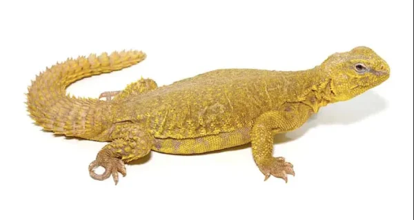 download (14) download 14 1