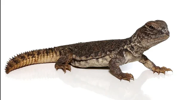 download (2) download 2 1