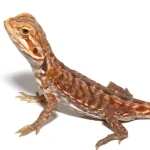 Baby Inferno Silky Bearded Dragon For Sale