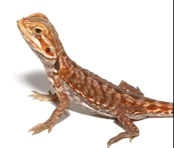 download (20) download 20