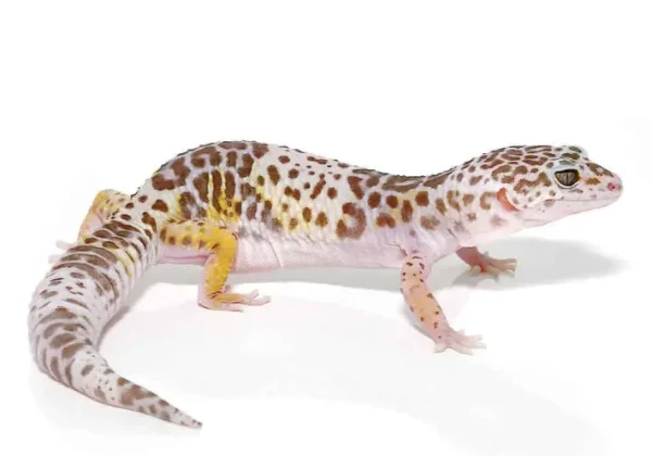 download 2024 07 25T113658.138