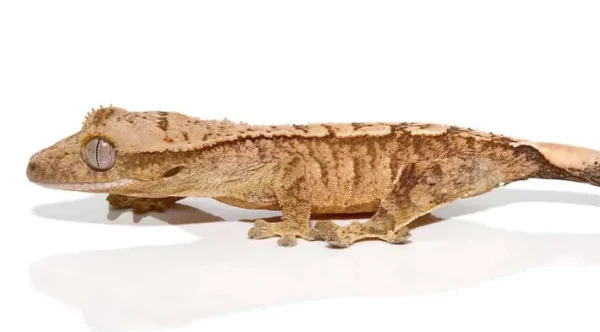 download - 2024-07-25T113943.905 download 2024 07 25T113943.905