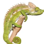 Antimena Chameleon