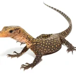Baby Yellow Quince Monitor For Sale