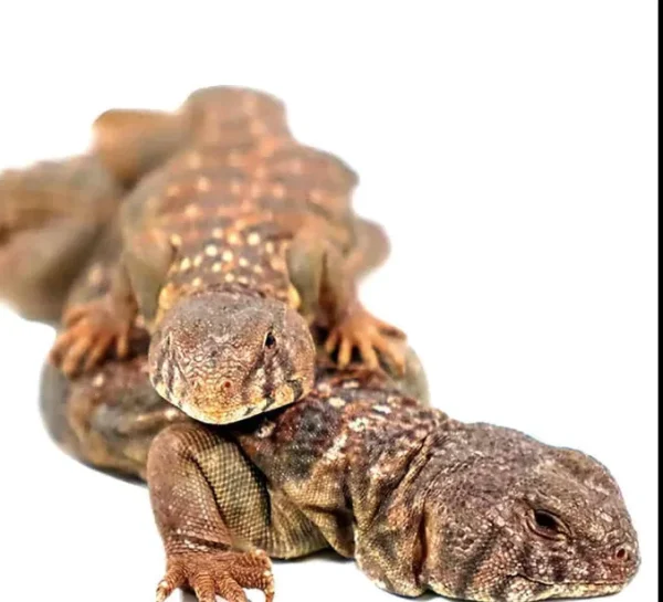 download (3) download 3 1