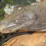 Crocodile Monitor for Sale