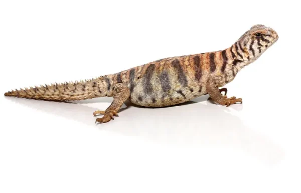 download (4) download 4 1