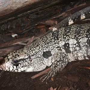 Adult Purple Tegu For Sale