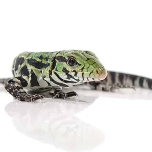 Baby Argentine Black and White Tegu For Sale
