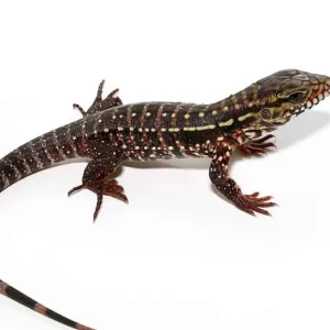 Baby Pink Panther Tegu For Sale