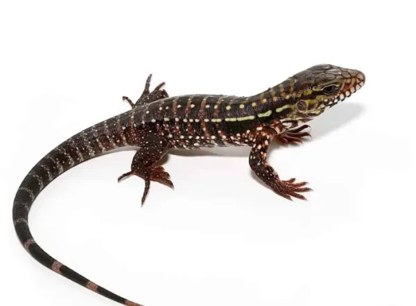 download (59) download 59