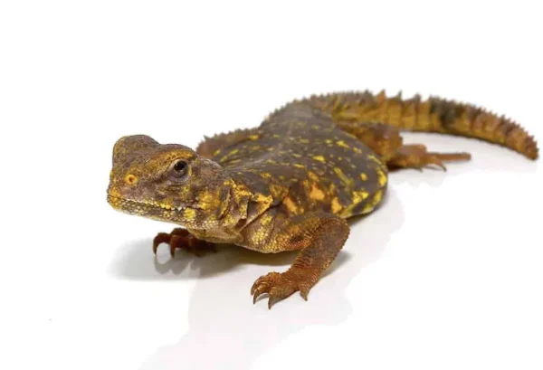 download (6) download 6 1