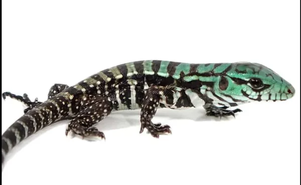 download (60) download 60