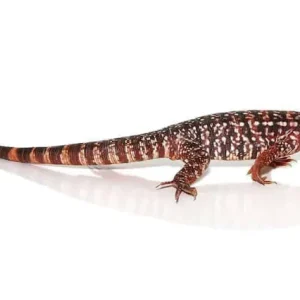 Baby Red Tegu For Sale