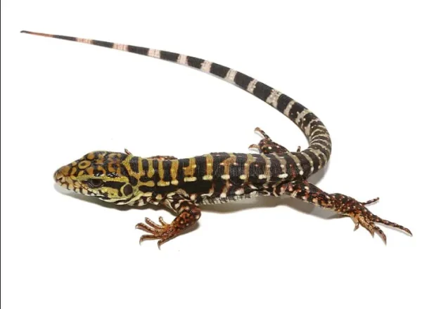 download (62) download 62