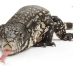 Colombian Tegu for Sale