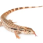 Red Tegu for Sale