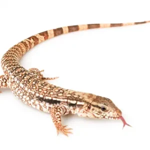 Red Tegu for Sale