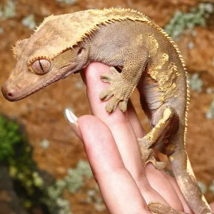 Adult Male Pinstripe Crested Gecko For Sale