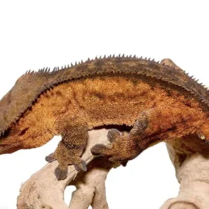 Adult Phantom Pinstripe Crested Gecko For Sale
