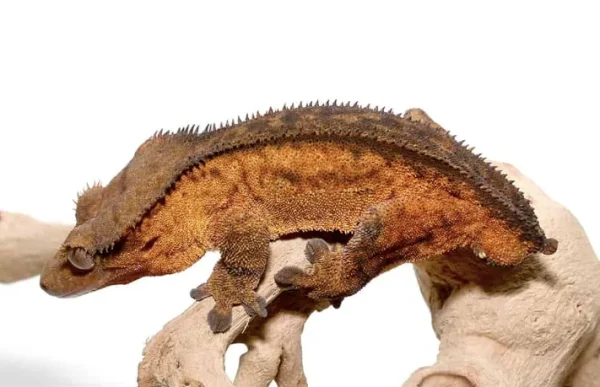 download (67) download 67