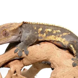 Adult Pinstripe Harlequin Crested Gecko For Sale