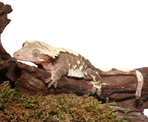 download (69) download 69