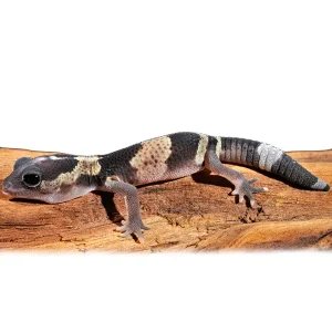 African Fat Tailed Gecko For Sale