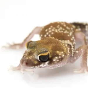 Australian Barking Gecko for Sale