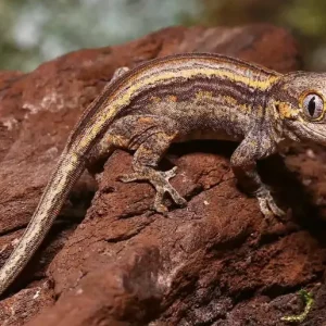 Baby Colored Striped Gargoyle Gecko For Sale